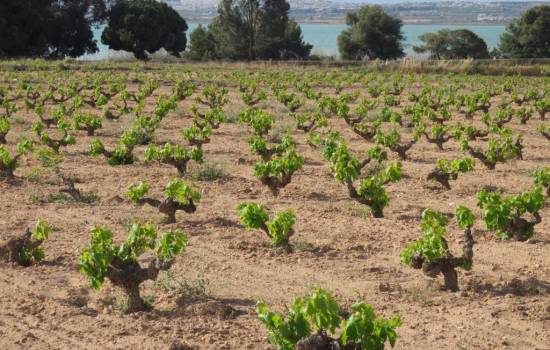 ​Free guided walks in the natural park of Torrevieja, Costa Blanca, Spain