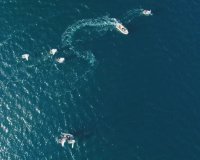 New build - Villa - Cabo Roig