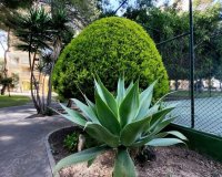 Resale - Apartamento - Campoamor - Dehesa de Campoamor