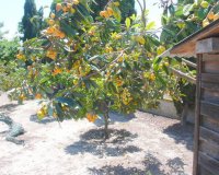 Resale - Finca Country Property - Alicante - Dolores