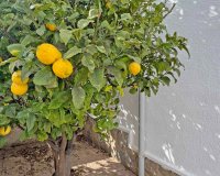 Resale - Semi - Detached Villa - San Miguel De Salinas