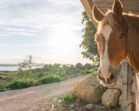 Resale - Villa - Orihuela-Costa - Orihuela Costa