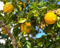 Resale - Villa - Orihuela-Costa - Villamartin