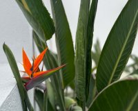 Resale - Villa - Torrevieja - Los Balcones