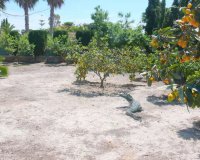 Reventa - Finca - Alicante - Dolores