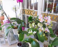 Reventa - Finca - Alicante - Dolores