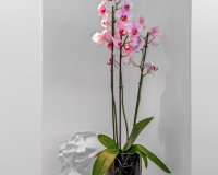 Reventa - Villa - Guardamar - Guardamar del Segura