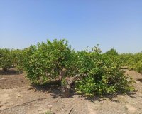 Вторичное жилье - Finca Country Property - Сан Мигель де Салинас - San Miguel De Salinas