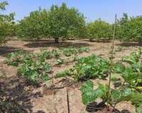 Вторичное жилье - Finca Country Property - Сан Мигель де Салинас - San Miguel De Salinas