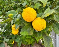 Вторичное жилье - Semi - Detached Villa - Сан Мигель де Салинас - San Miguel De Salinas