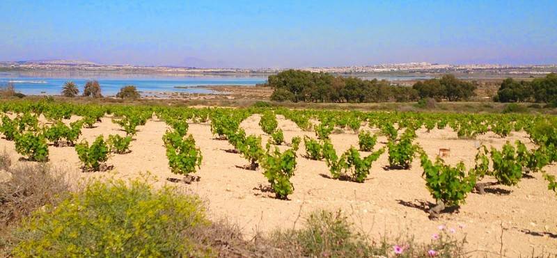 ​Eco-tourism routes launched in La Mata, Torrevieja, Costa Blanca, Spain