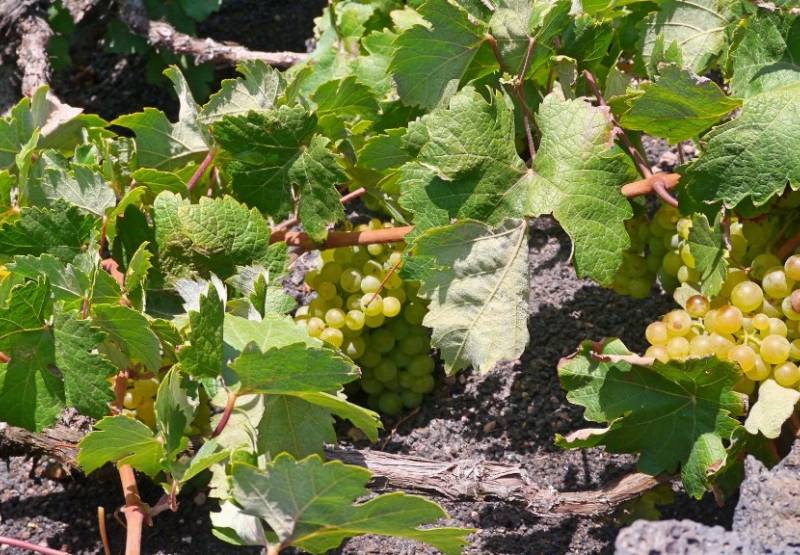 ​Muscat of Alexandria, a hidden treasure in the Costa Blanca