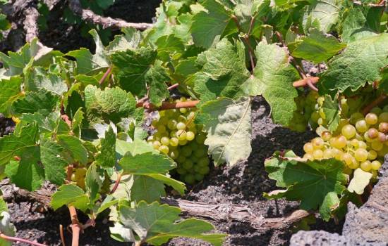 ​La uva Moscatel de Alejandría, un tesoro que perdura en la Costa Blanca