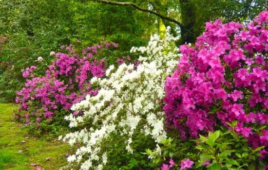 Consejos para el cuidado de su jardín esta primavera