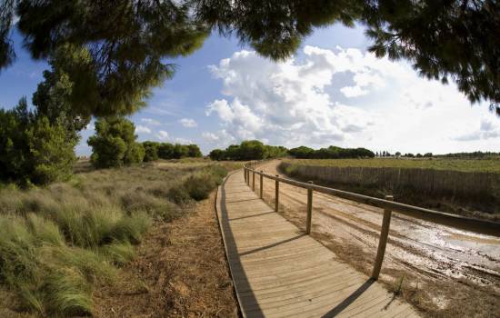 Torrevieja planta 200 árboles en un día