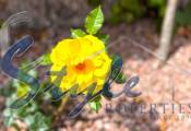 Reventa - Apartamento - Orihuela Costa  - Playa Flamenca